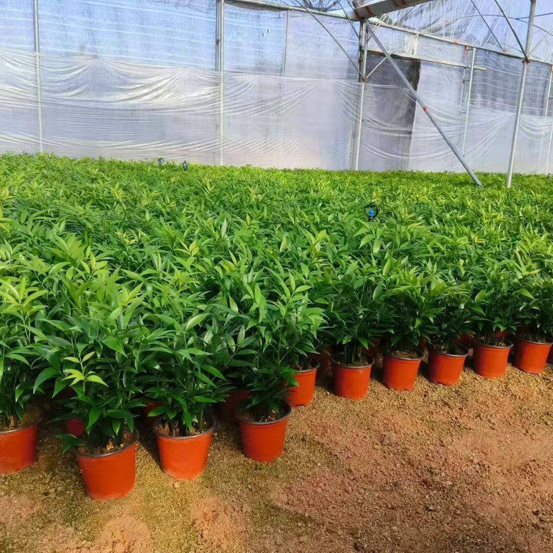 驱蚊竹柏招财兴旺竹盆栽四季常青客厅办公室桌面绿植净化空气好养