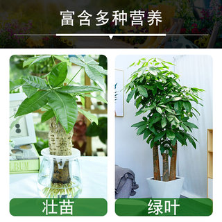 发财树肥料室内专用肥营养液龙血树铁树平安幸福通用植物花草盆栽