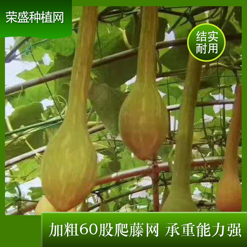 爬藤网攀爬网百香果专用网瓜蒌种植网农用黄瓜架网果蔬攀爬植物网