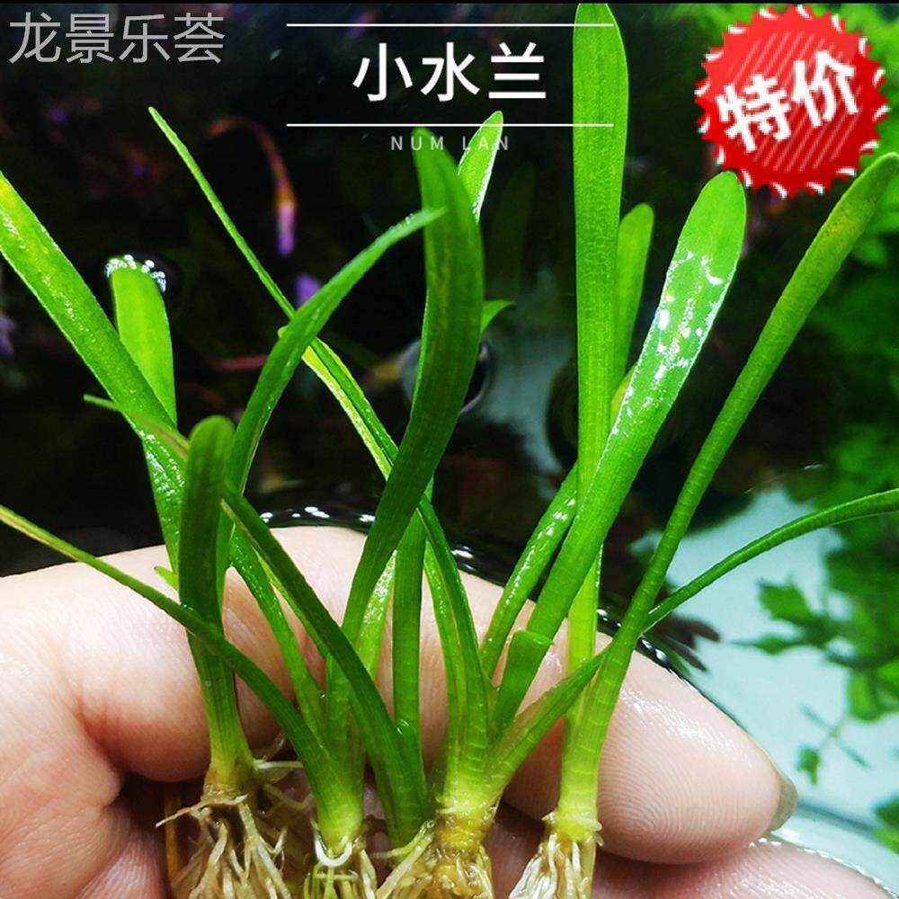 大水兰图片,水兰花图片大全大图_大山谷图库