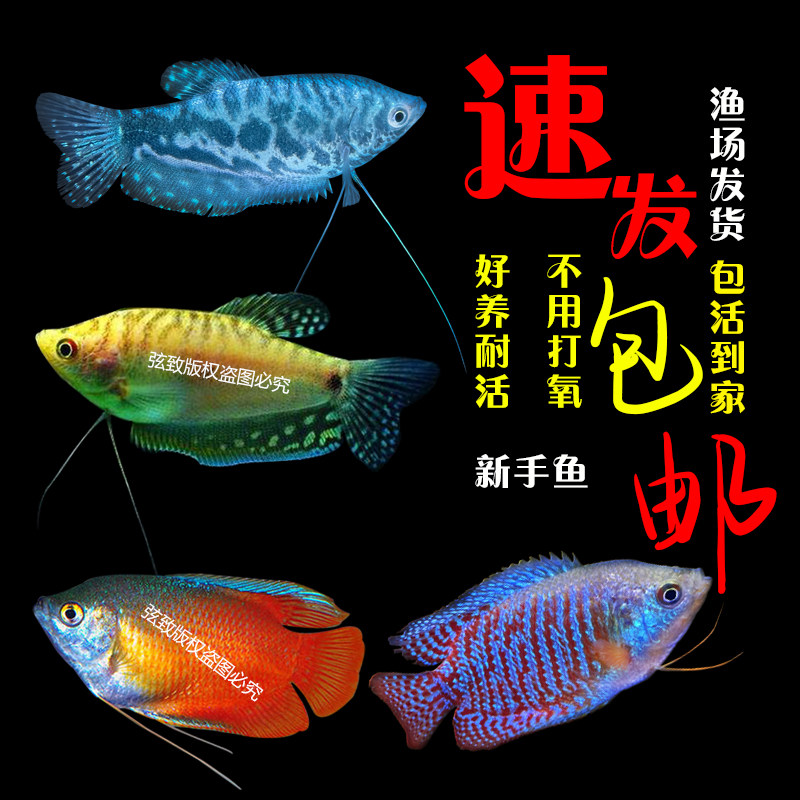 曼龙鱼丽丽鱼练手鱼七彩丽丽中小型鱼观赏鱼黄曼龙蓝曼龙淡水