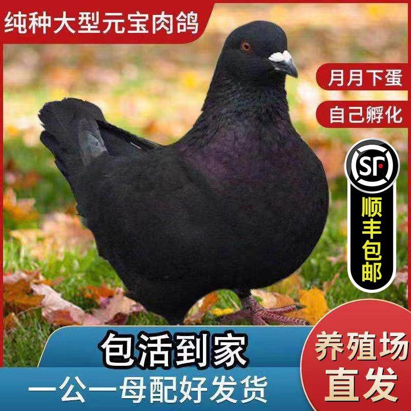 纯种元宝鸽子种鸽活公母一对观赏鸽钟鸽公斤鸽肉鸽一公一母
