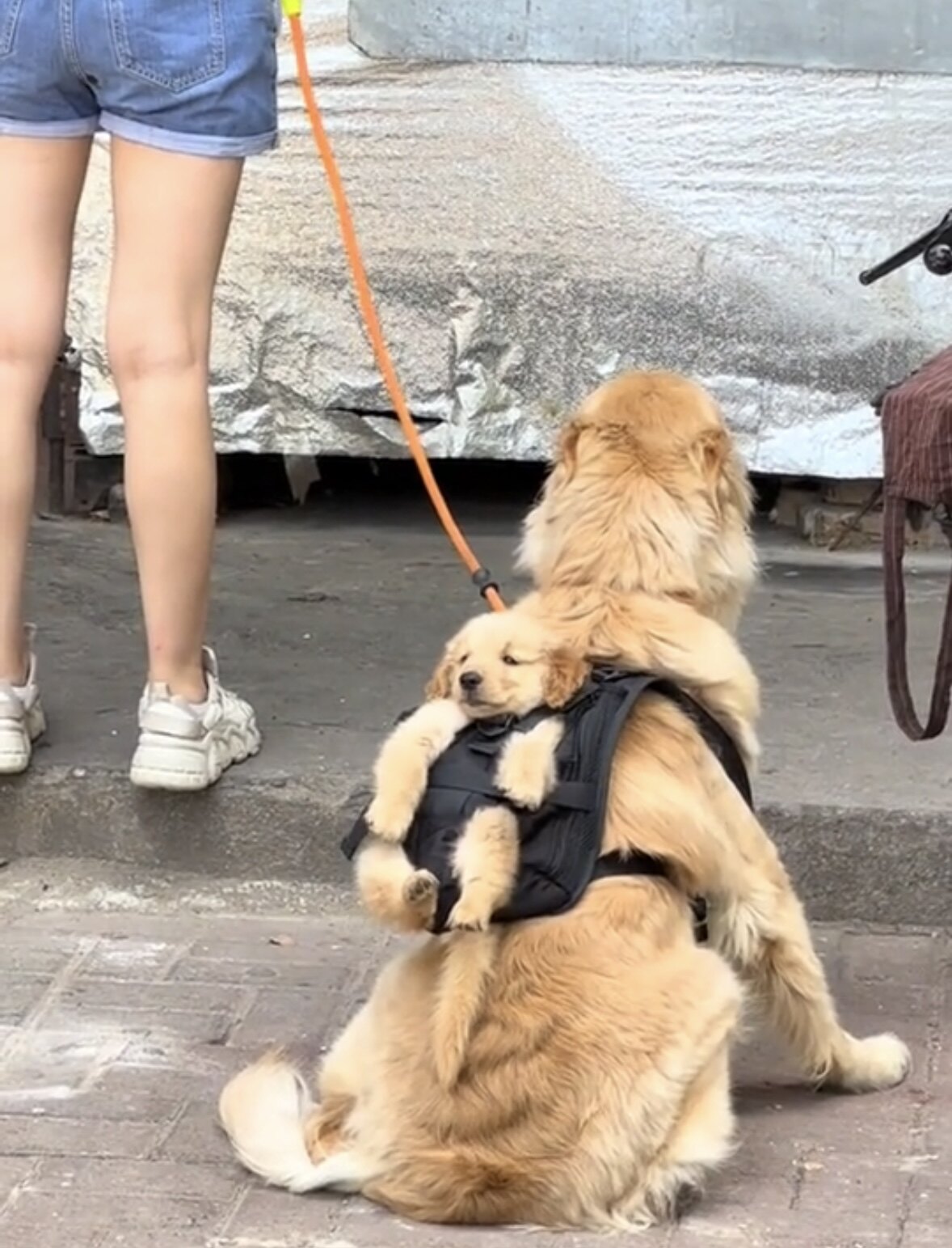 自己崽自己带金毛拉布拉多宠物背包大型犬外出便携猫狗双肩包