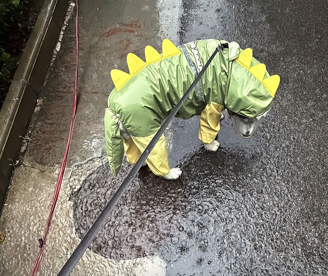小狗狗雨衣胡萝卜造型四脚防雨服防水全包宠物雨衣遛狗神器