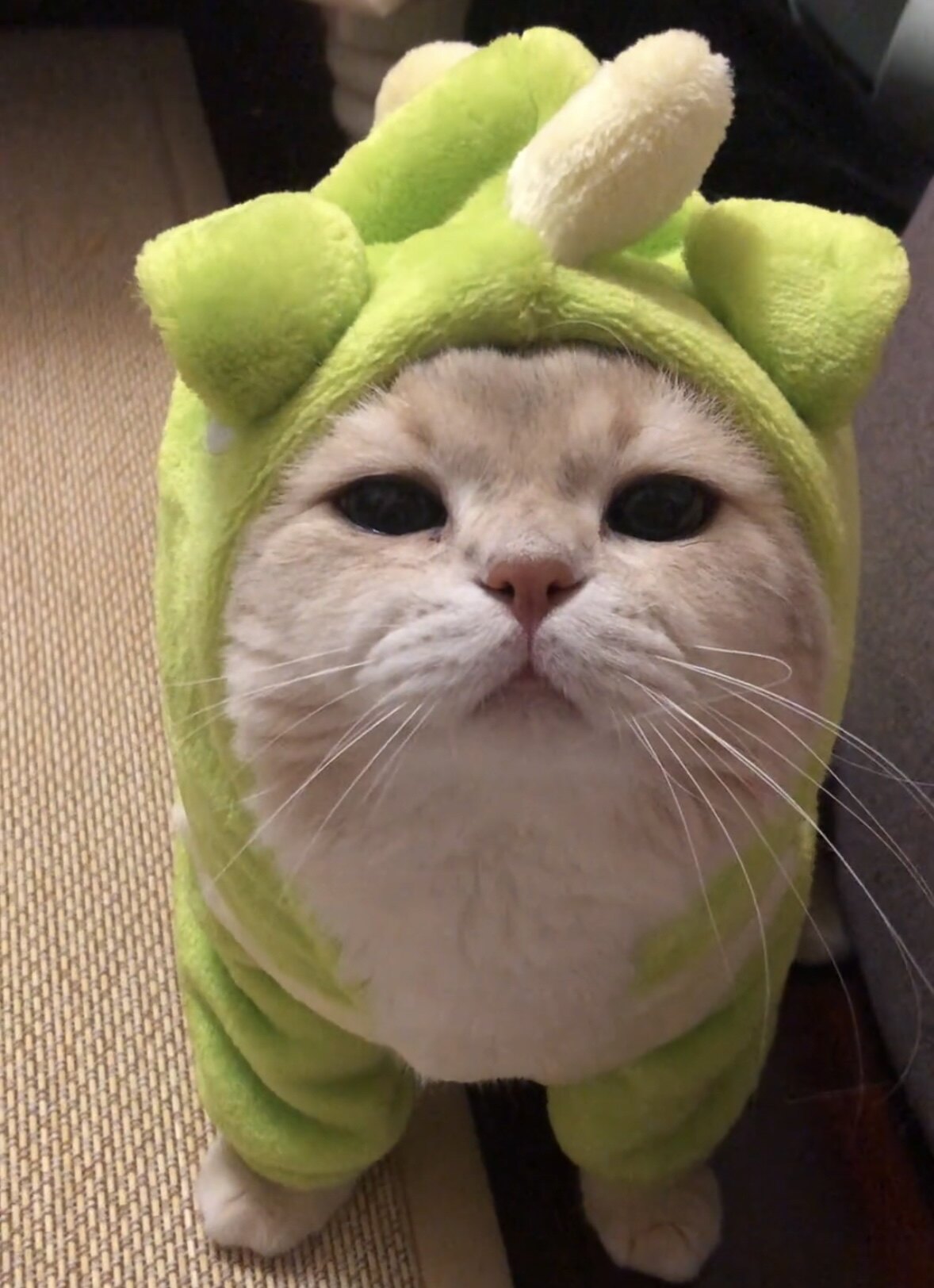 猫咪衣服秋冬款保暖加厚四脚衣宠物狗狗变身装恐龙装