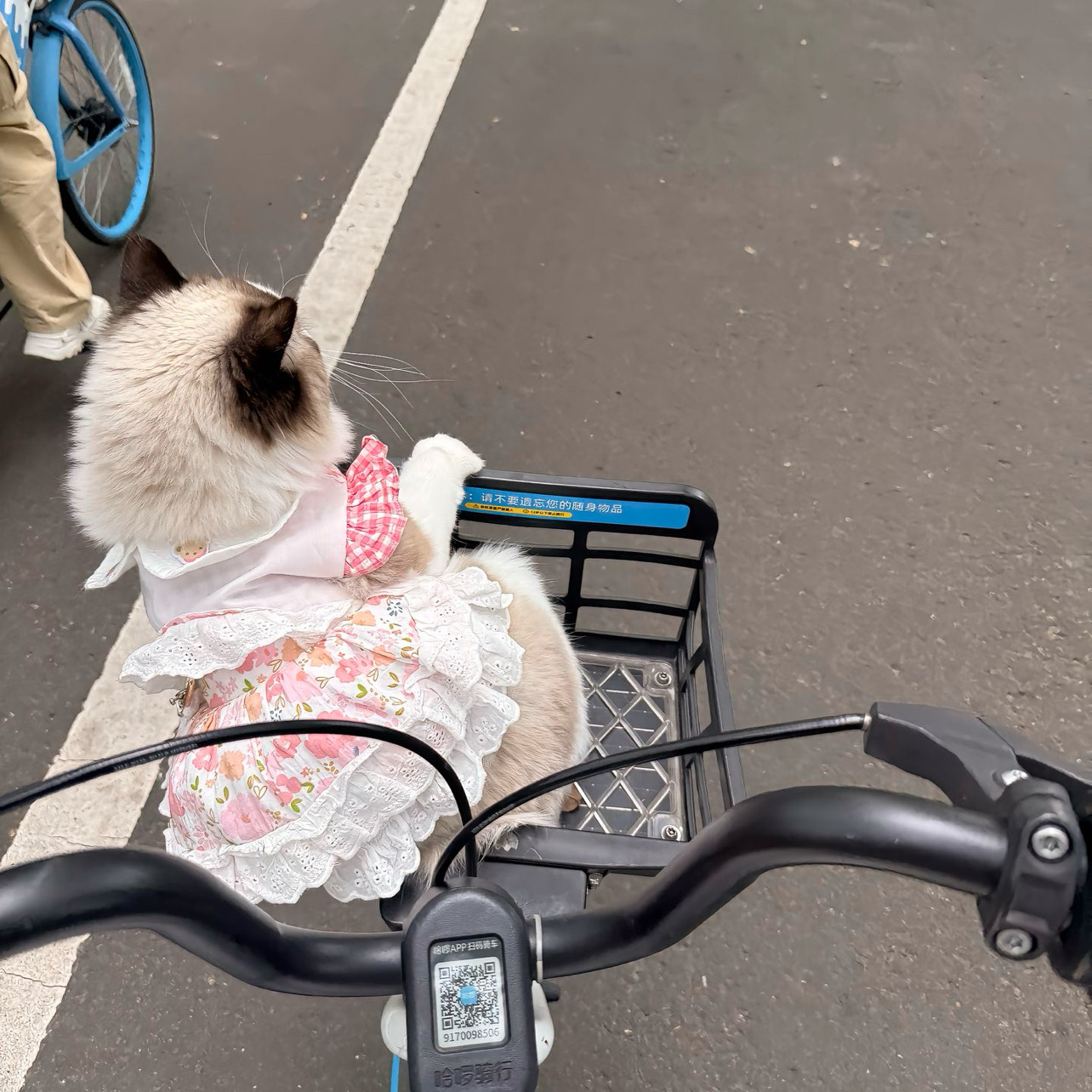 猫狗小型犬碎花衣服公主裙子可牵引猫咪夏装薄款夏季宠物衣服