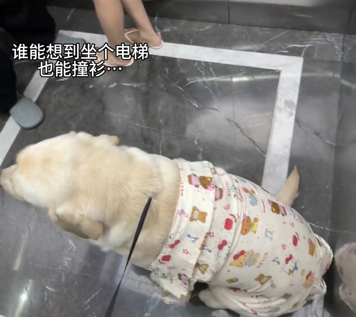 人宠亲子睡衣宠物猫狗夏季薄款卡通风透气防掉毛服饰