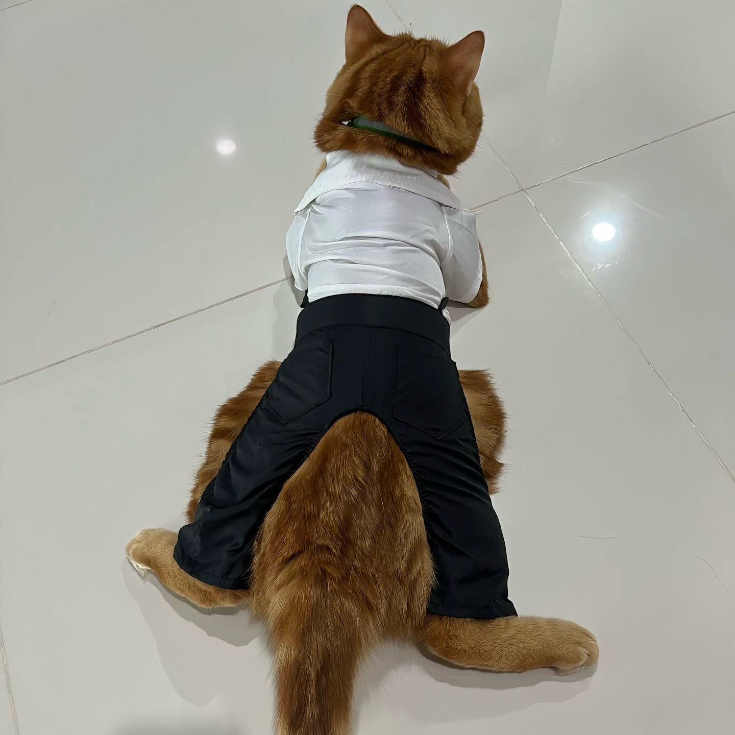 可爱2026新款宠物衣服四脚衣服西装衬衫裤子中小型狗背带西服