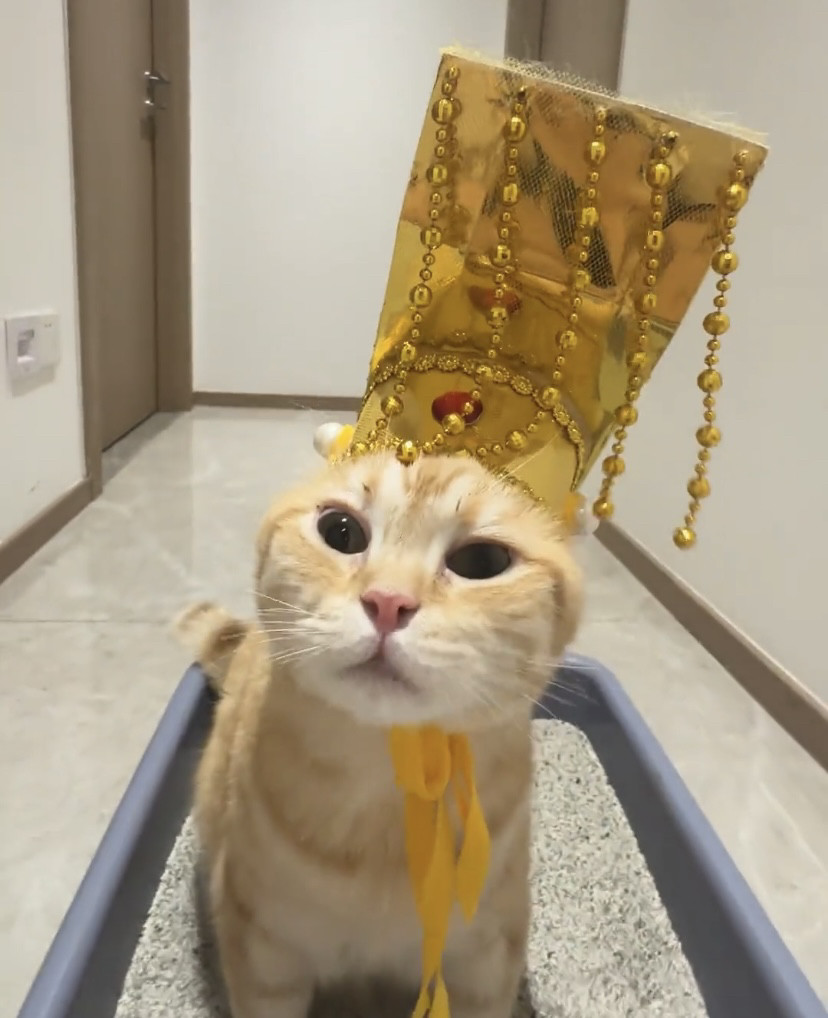 猫咪皇上驾到帽子创意搞笑古代皇帝驾到小猫小狗宠物头套可爱头饰