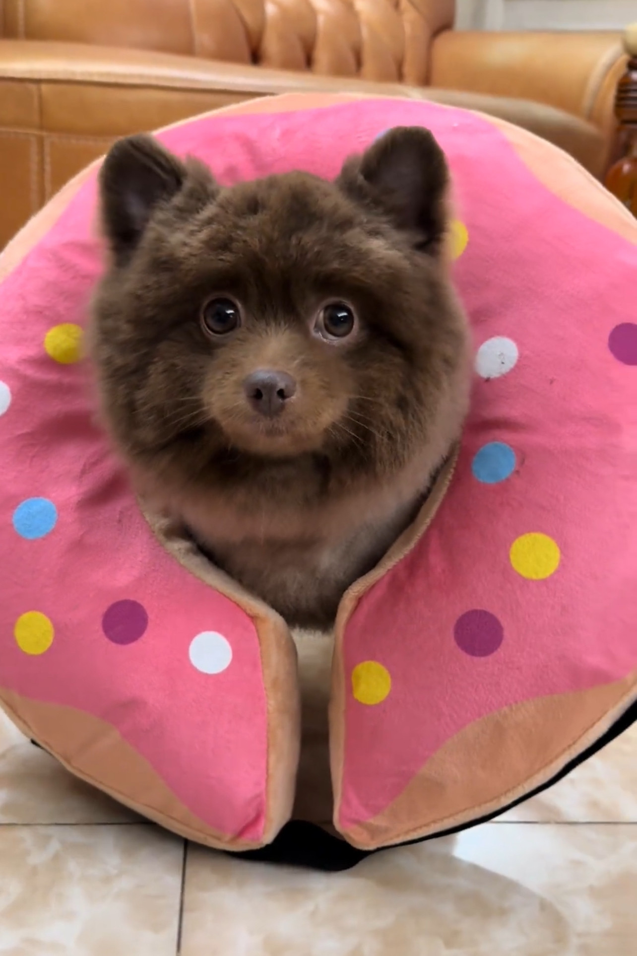 宠物可爱甜甜圈防舔防抓猫咪头套狗狗伊丽莎白圈可吃饭充气颈圈