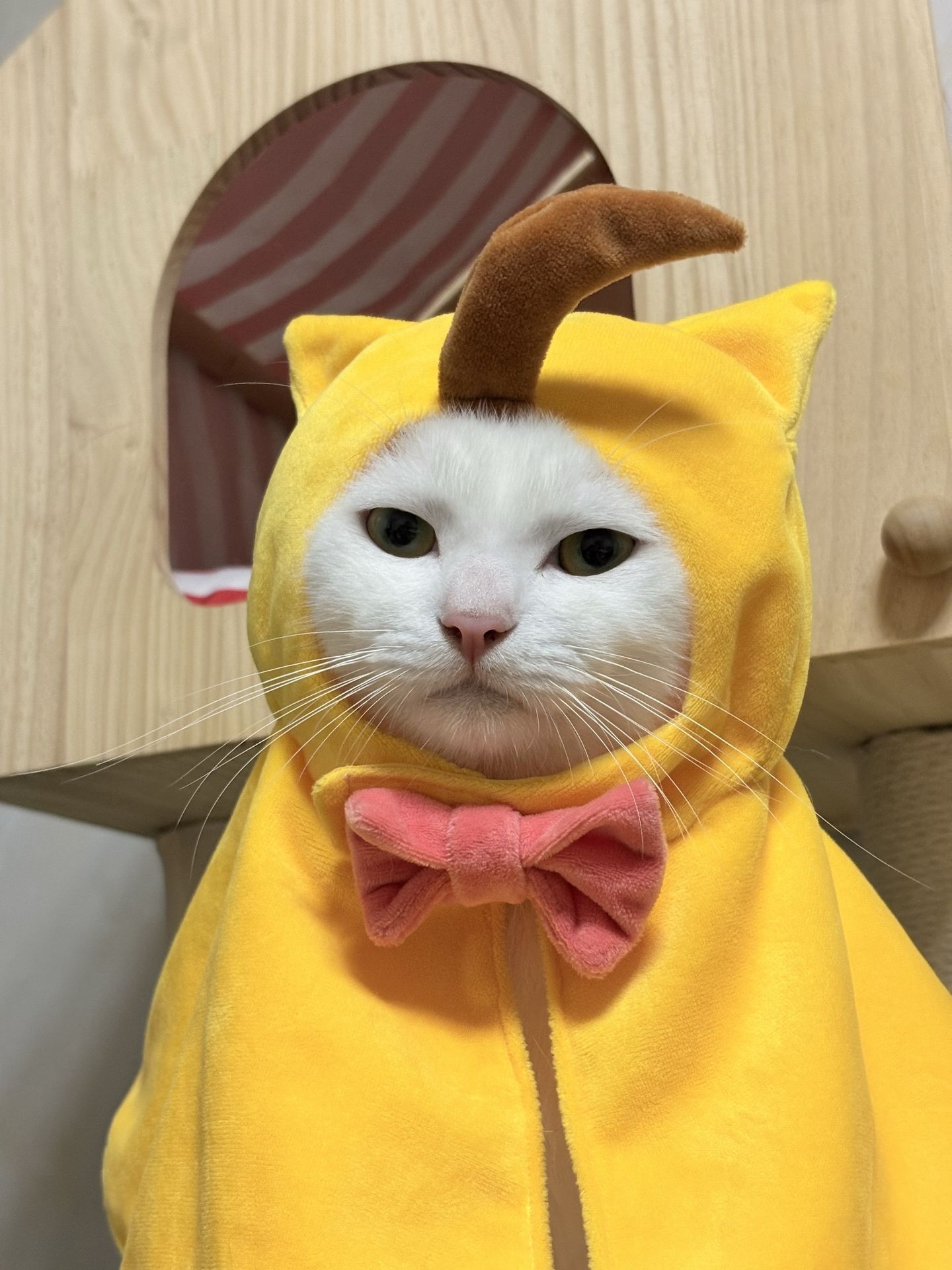 无限暖暖猫咪斗篷宠物可爱衣服小猫cos大喵同人动漫服饰