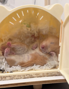 卡通仓鼠躲避窝可视屋夏季金丝熊窝磁吸外开门偷窥观察造景