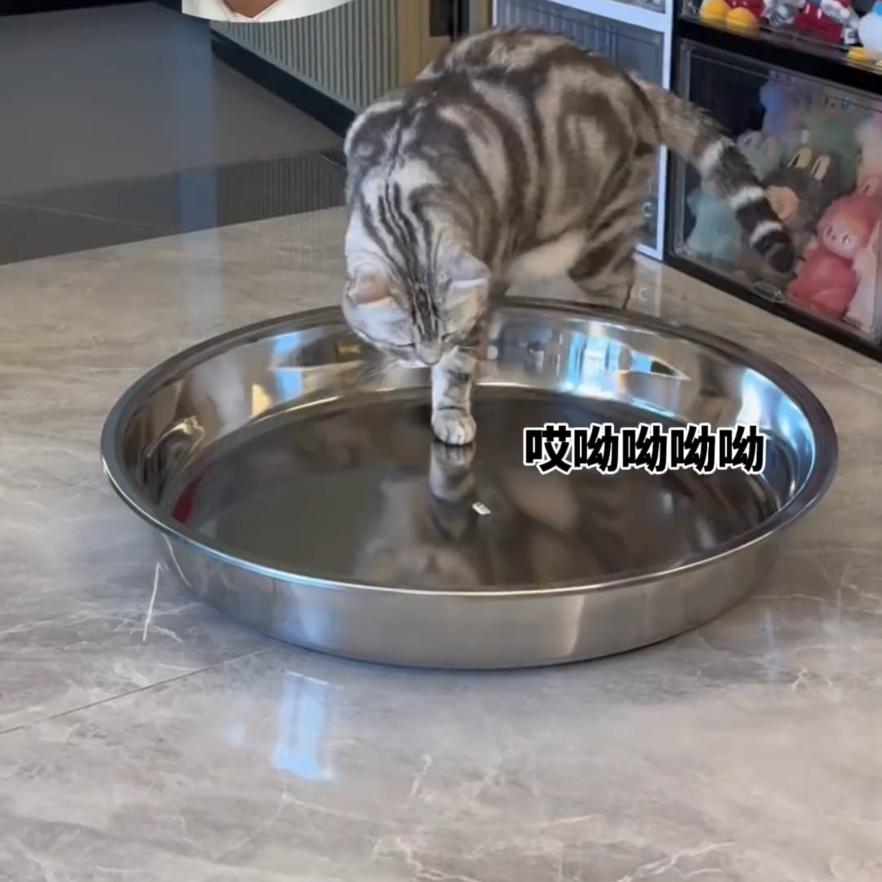 简约新款小猫凉锅散热睡觉夏天降温神器猫咪夏季铝盆猫窝四季通用