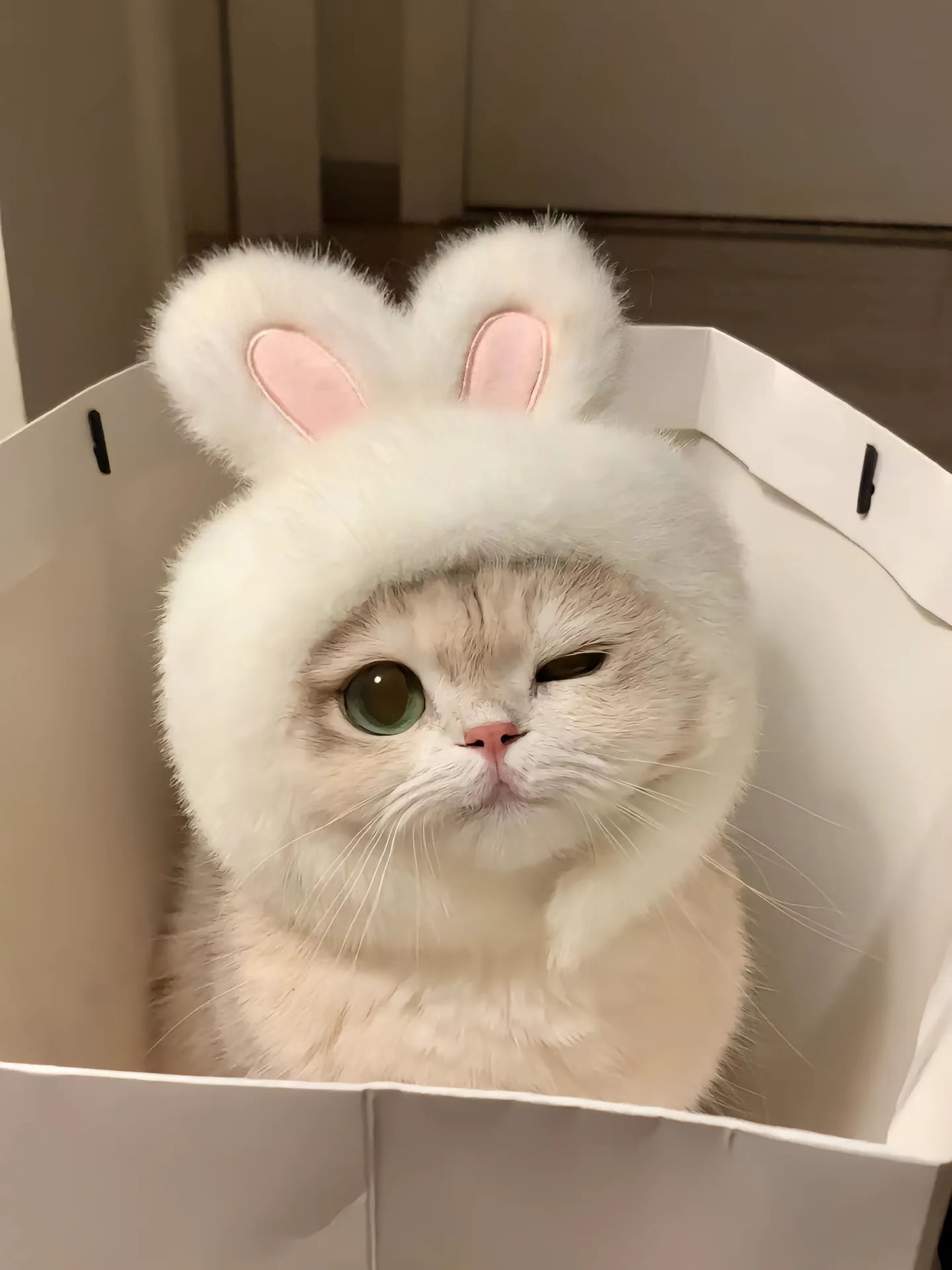 抖音同款宠物猫咪狗狗网红兔兔帽可装扮兔耳朵帽子头套保暖