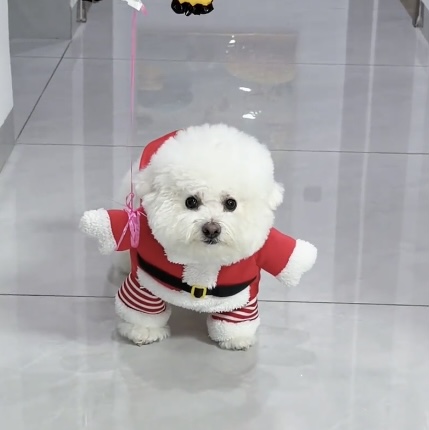 宠物秋冬狗狗猫咪可爱搞笑圣诞小中大型犬金毛萨摩哈士奇