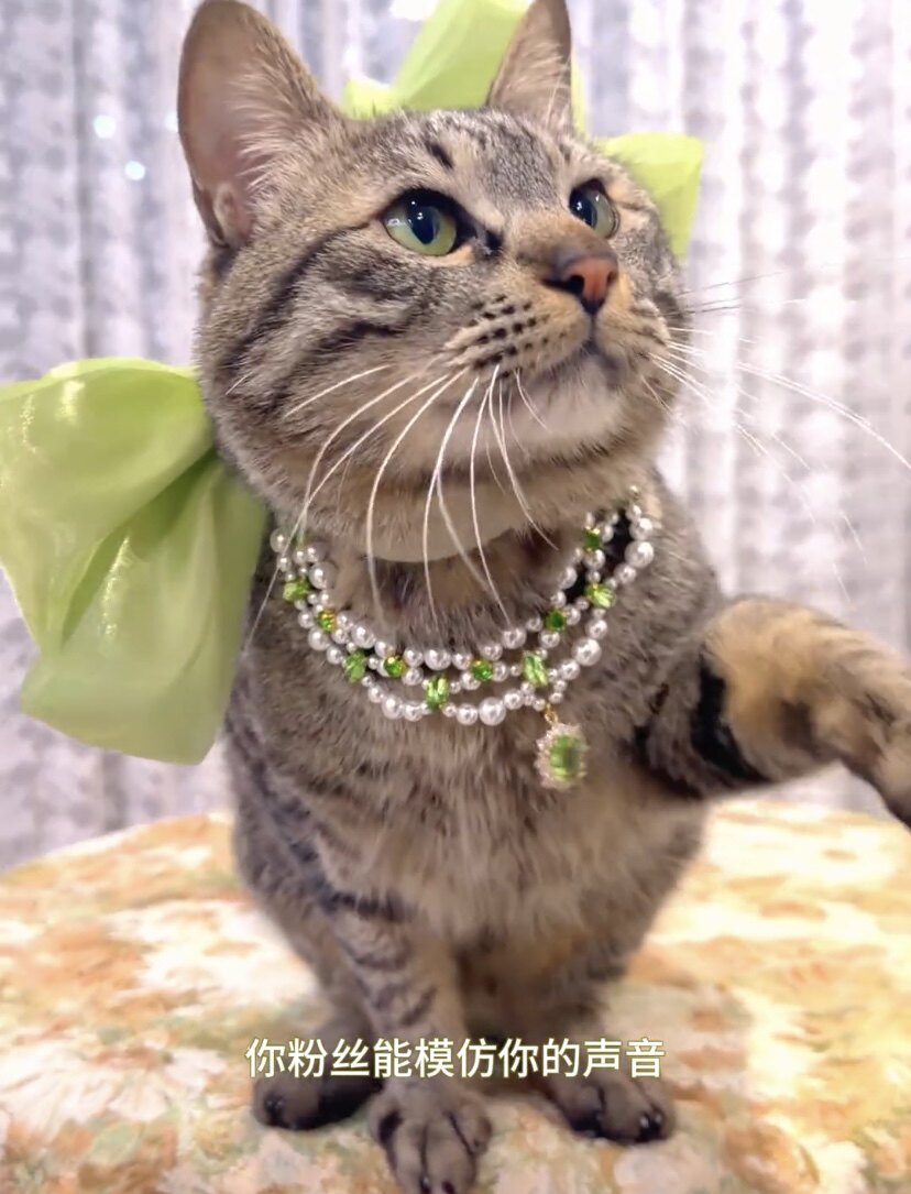 宠物婚礼生日聚会新款项链首饰珍珠宝石轻奢猫咪小狗歪心高级颈饰