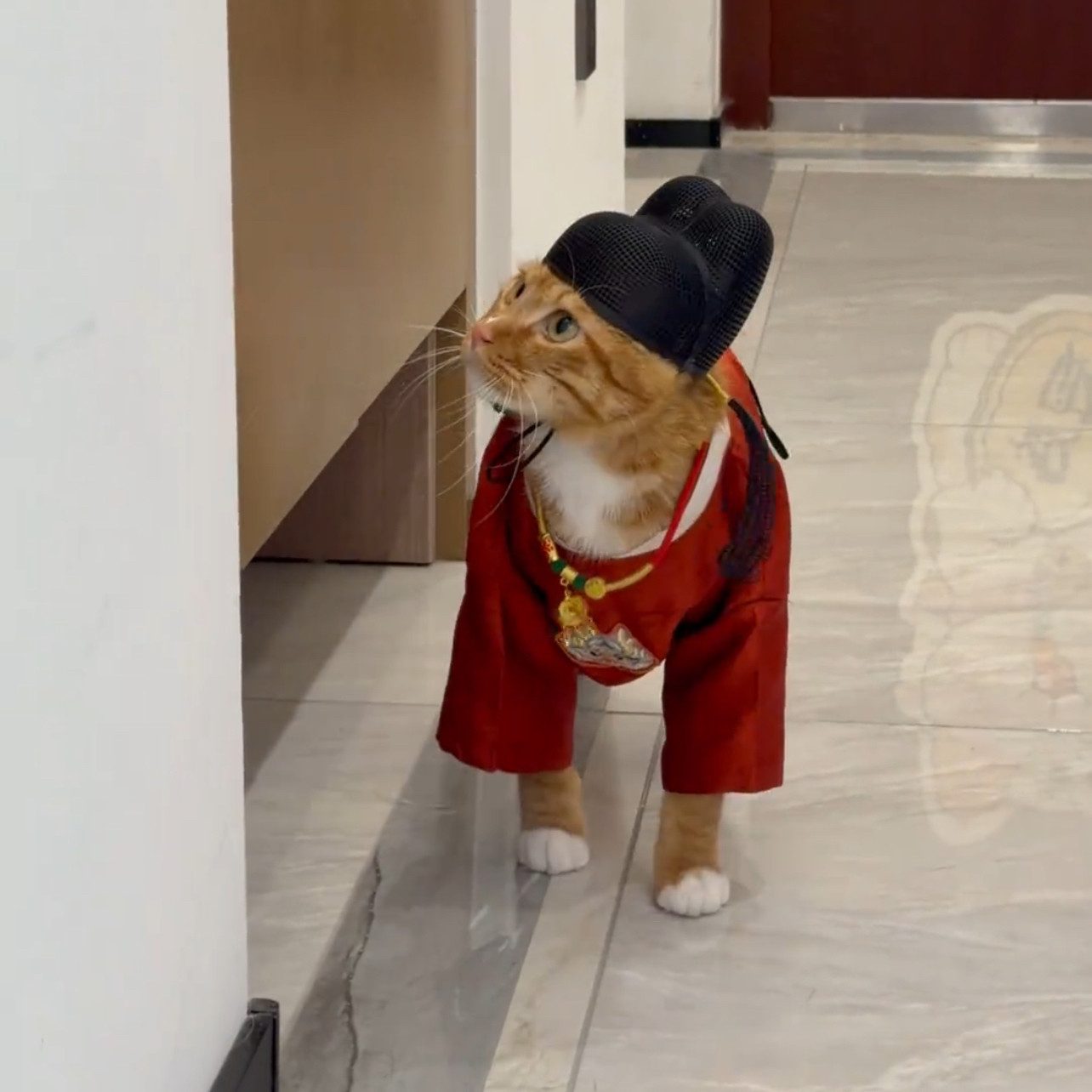 可爱黑色趣味小猫款状元官服猫咪衣服乌纱帽猫咪变装拍照装饰