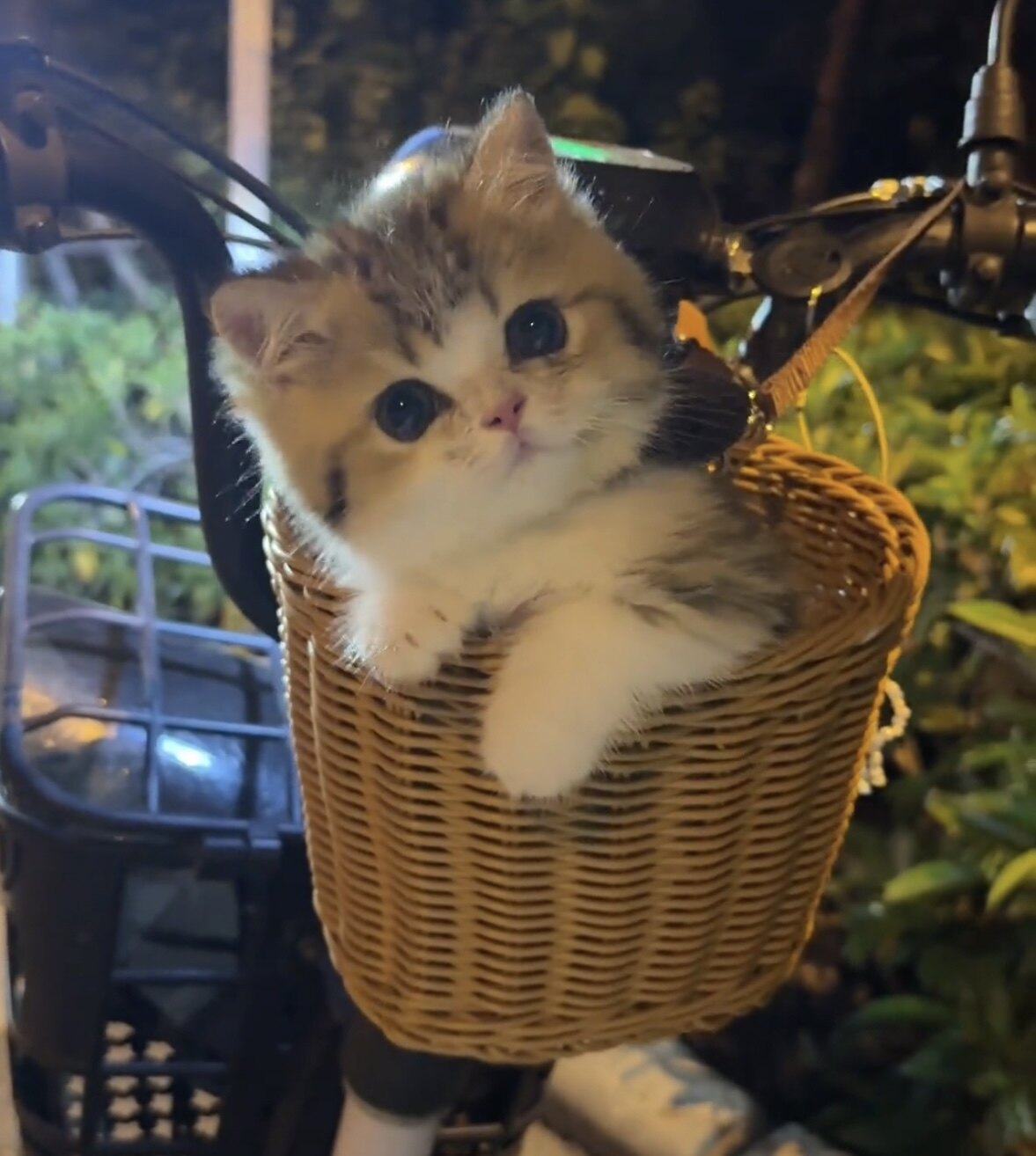 遛猫神器电动车篮包前置后置超大筐买菜接送娃宠物头盔防水储物包