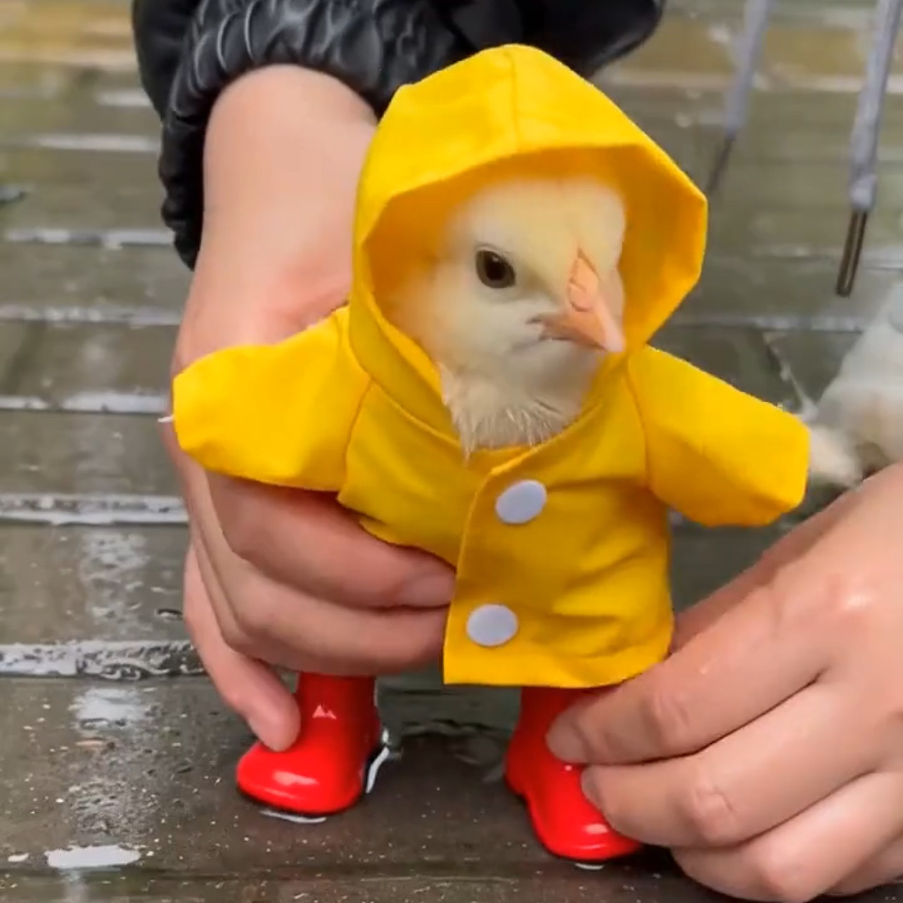 新款2026迷你可爱防水宠物用品掌门狗黄色雨衣皮衣暗扣衣服配件