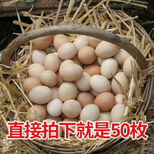 【50枚大个蛋】正宗散养土鸡蛋无抗无激素农家新鲜营养谷物笨鸡蛋