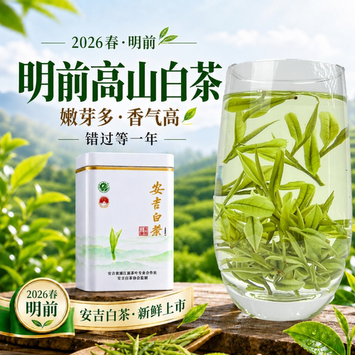 安吉白茶2026新茶官方旗舰店正品礼盒装高山特一级绿茶叶250克