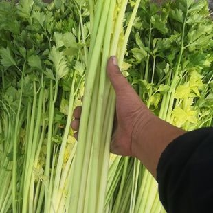 云南空心香芹露天芹菜时令蔬菜鲜嫩小芹菜新鲜蔬菜带根发货芹菜