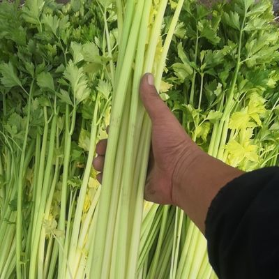 云南空心香芹露天芹菜时令蔬菜鲜嫩小芹菜新鲜蔬菜带根发货芹菜
