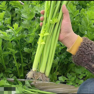 云南高山空心小香芹鲜嫩小芹菜农村新鲜蔬菜自种农家带根发货芹菜
