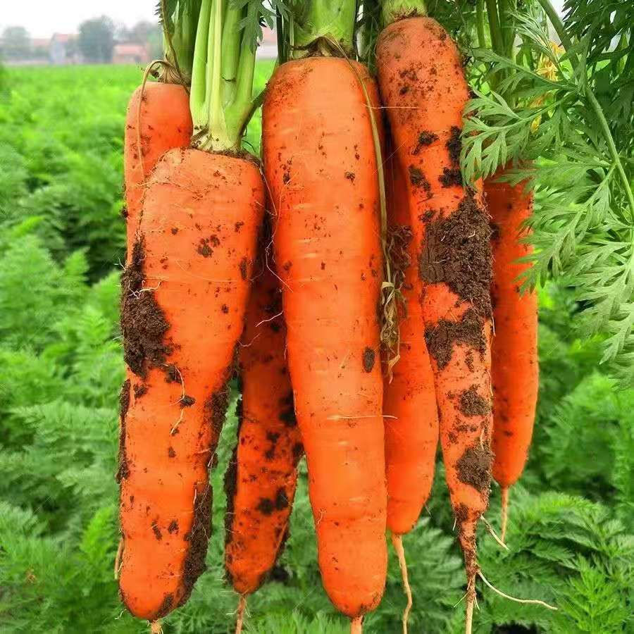 应季新鲜胡萝卜农家自种胡萝卜微泥土发货时令胡萝卜辅食胡萝卜
