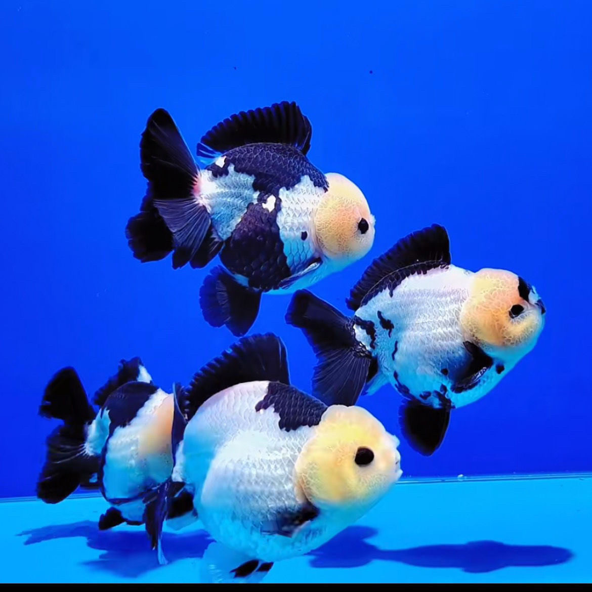 精品玛丽泰狮鱼苗三色黑白奶牛泰狮百褶裙冷水淡水观赏鱼好养耐活