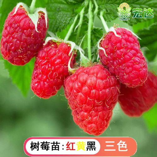 树莓苗覆盆子果苗水果树苗庭院