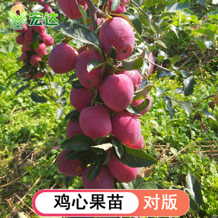 东北耐寒鸡心果苗果树苗盆栽锦绣海棠树苗矮化苹果苗庭院种植果苗