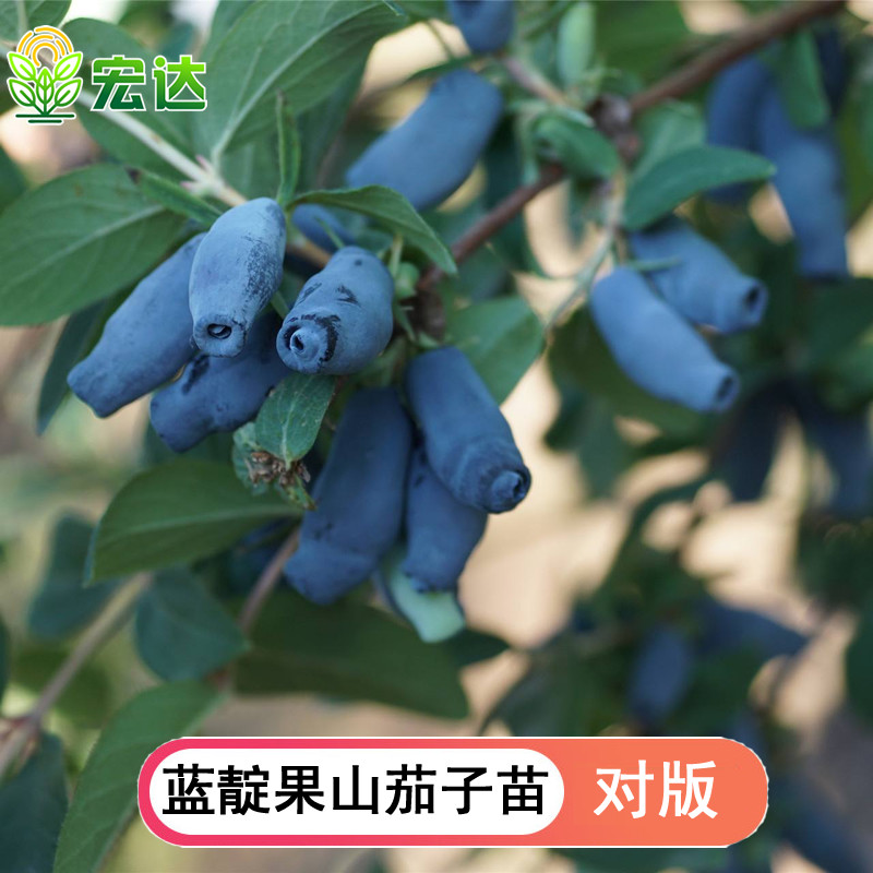 蓝靛果树苗羊奶子黑瞎子山茄子树苗盆栽阳台南北方浆果带土大果