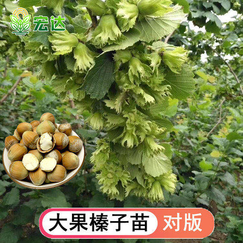 平欧大果美国大榛子苗南北方种植