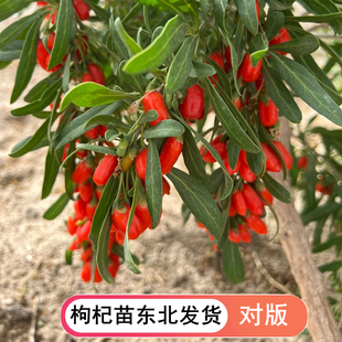 可食用大果枸杞苗盆栽地栽大叶红黑枸杞苗南方北方种植庭院果树苗