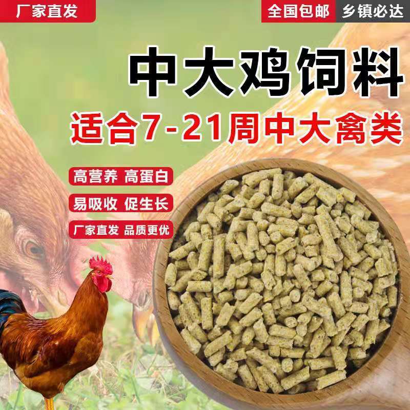 新疆包邮小鸡料开口料雏