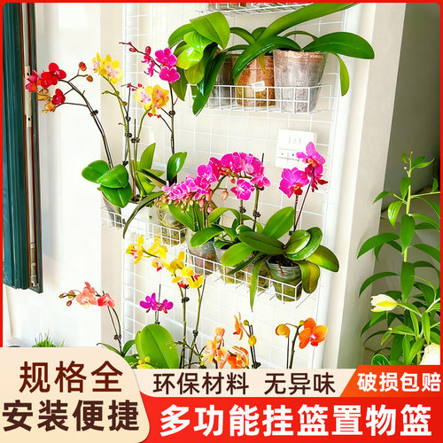 多功能铁丝网格架蝴蝶兰挂篮植物爬藤格子网风车茉莉墙上展示架子