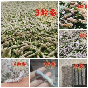 学生新手 养蚕专供 10-30条 送新鲜桑叶100克 蚕宝宝专用包活包邮