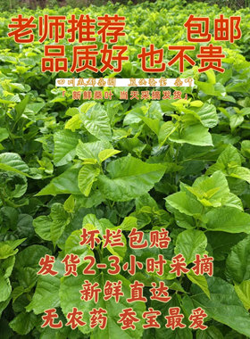 鲜桑叶+蚕宝基地直供