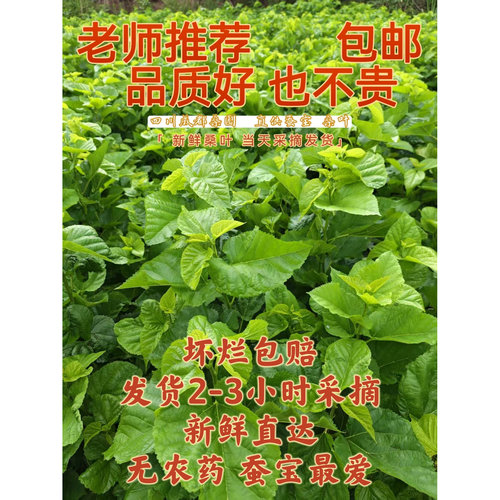 鲜桑叶+蚕宝基地直供