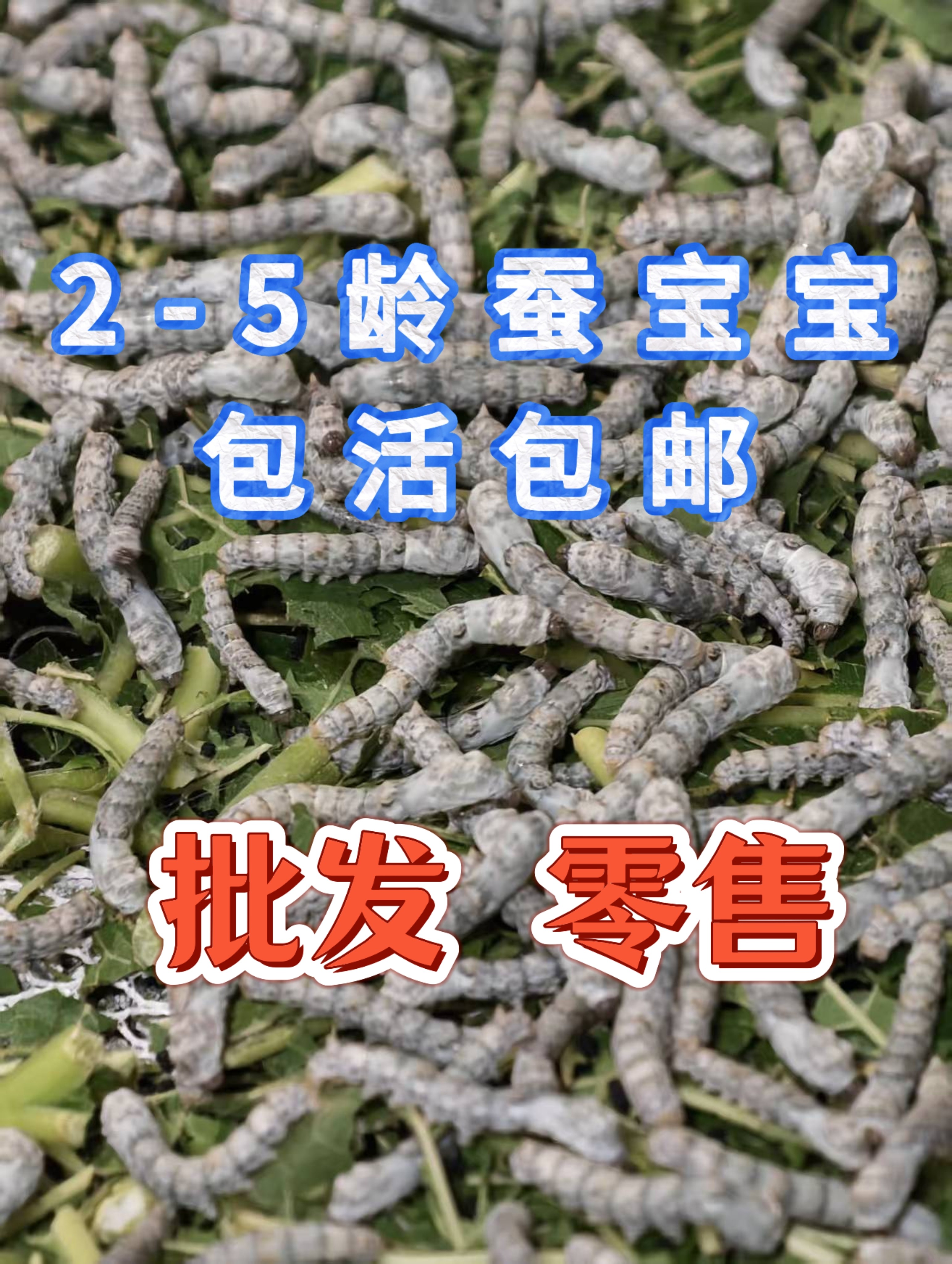 蚕宝批发零售 包活包邮 专业孵化成活率高 适合学生新手养蚕桑叶