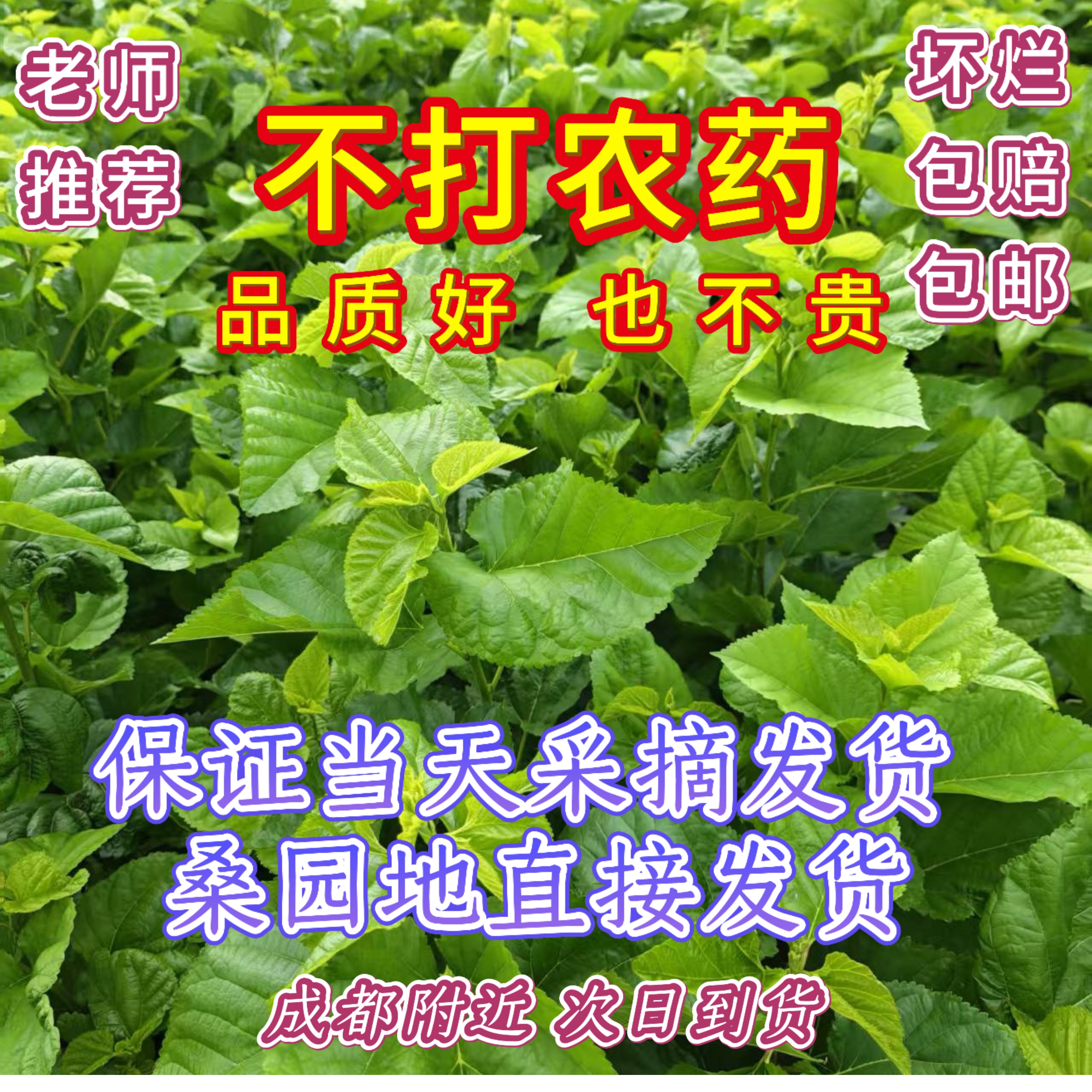 新鲜桑叶当天采摘发货蚕宝宝包活
