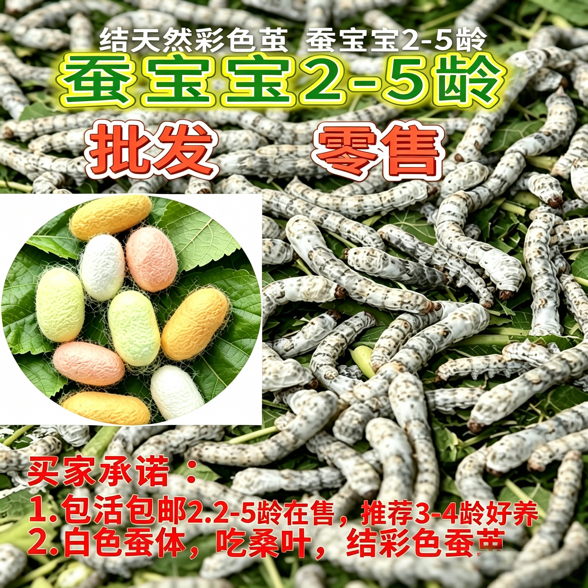 天然彩色茧蚕宝宝批发零售 包活包邮 专业孵化成活率高 新鲜桑叶