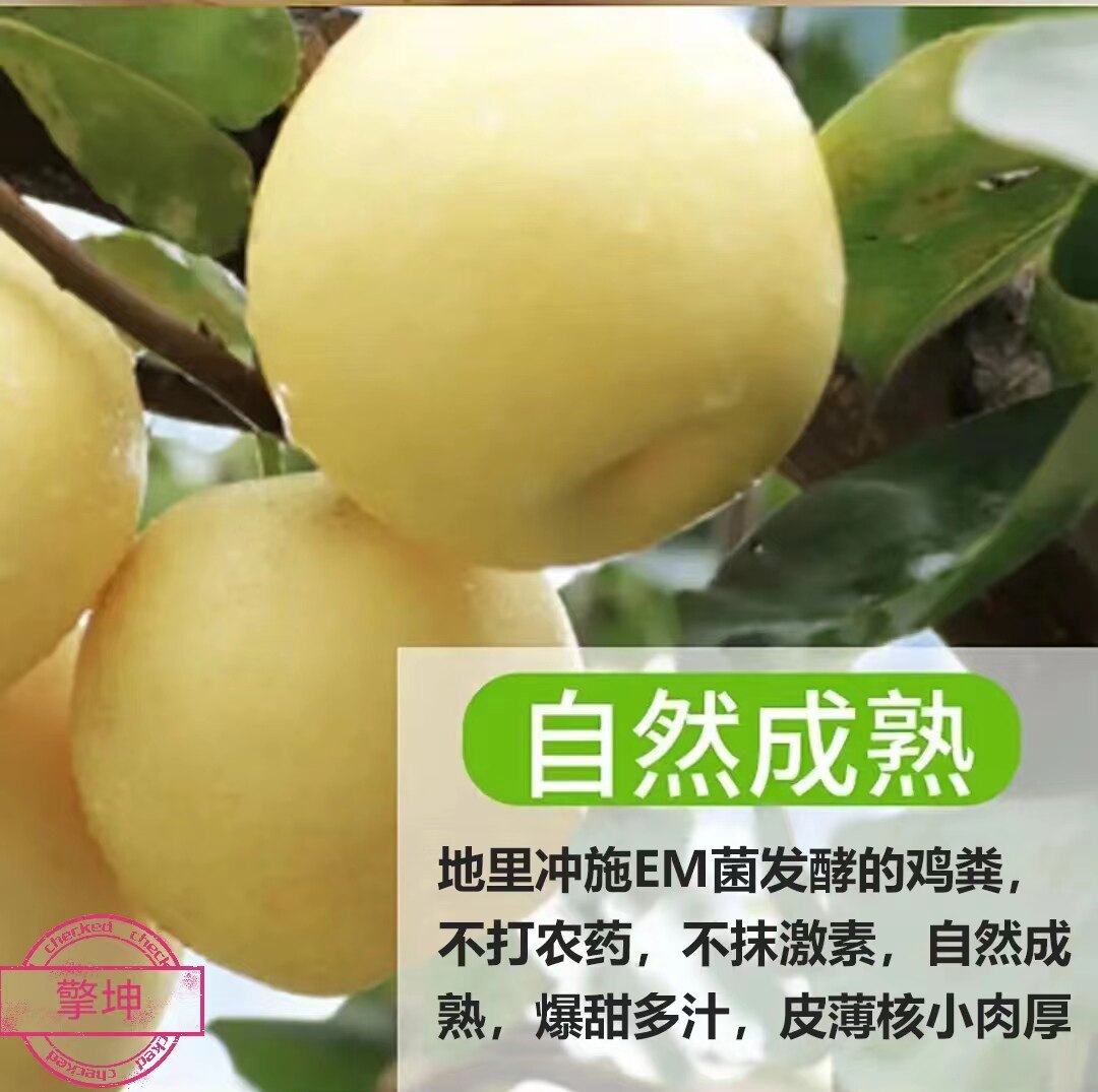 新鲜梨子河北皇冠梨当季水果自然成熟脆甜多汁水晶梨自家果园直发