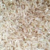 广东韶关正宗糙米马坝油粘米象牙香米软香大米不抛光2025年新稻谷