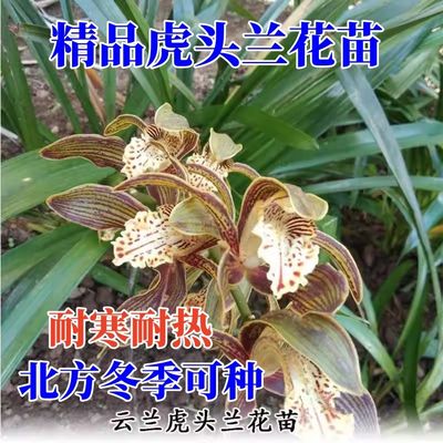 虎头兰花盆栽客厅植物盆景翠绿室外红嘴鸥兰花草香兰大花蕙兰