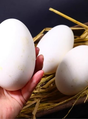 特大超大80-120克枚12枚包邮灰五谷土鹅蛋农家散养新鲜鹅蛋孕妇