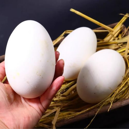 特大超大80-120克枚12枚包邮灰五谷土鹅蛋农家散养新鲜鹅蛋孕妇