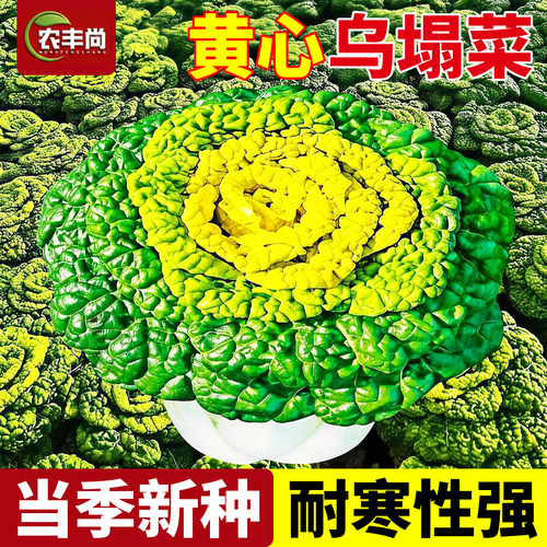 黄心乌塌菜种子籽白菜黄心乌冬季