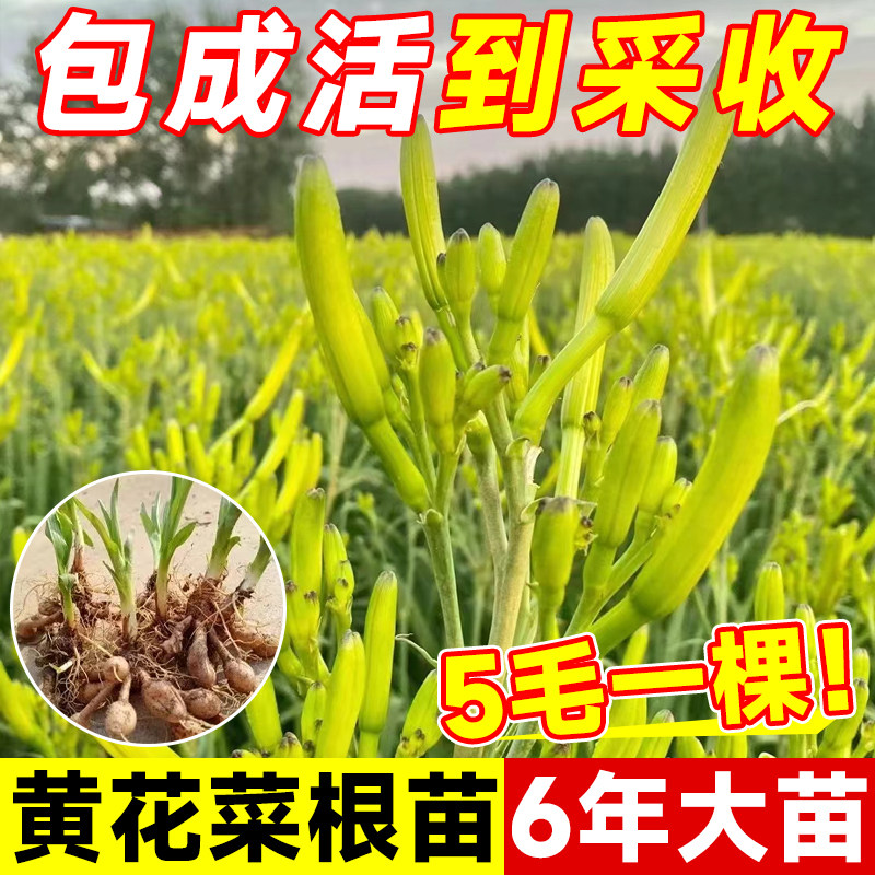 食用黄花菜根黄花菜种苗幼苗金针菜多年生庭院种籽现挖现发包成活